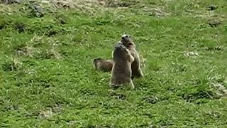 Swiss Marmot Wrestling