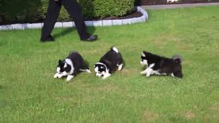Pomsky Puppies For Sale