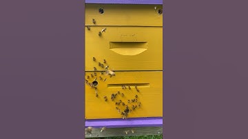 How to know if your bees are swarming!!🐝🐝