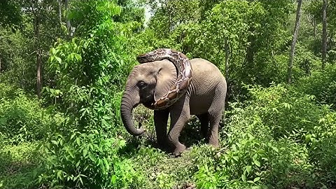 Giant python is wrapping itself around an elephant in African .