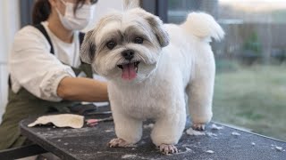 Maltese? Shih Tzu? What are you?