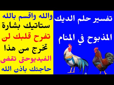 تفسير حلم الديك المذبوح في المنام والله واقسم بالله ستاتيك بشارة تفرح قلبك سوف تقضى حاجتك باذن الله