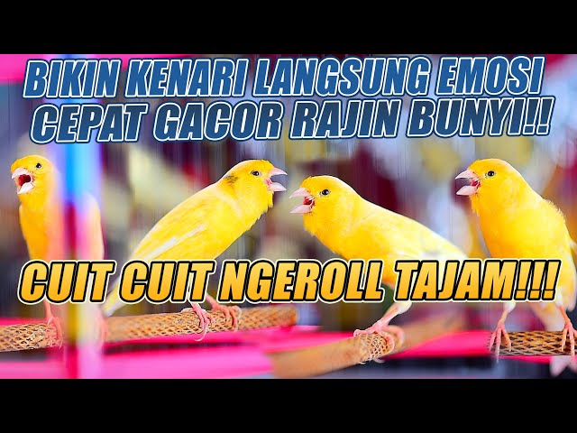 PANCINGAN KENARI GACOR PANJANG CUIT CUIT EMOSI,  TERAPI AMPUH Kenari MACET, Masteran Kenari Paud class=