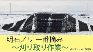 2021年12月28日撮影 明石ノリ「一番摘み」刈り取りが始まっています（兵庫県明石市）