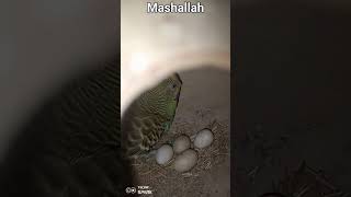 budgies Kay eggs agye  finally??#budgies eggs#short#trendingshort#shortvideo