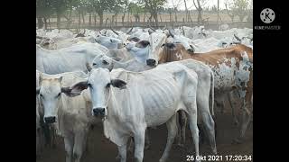 Pengembangan peternakan sumba ongole di Pulau Sumba