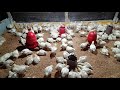 How To Raising Millions of Free Range Chicken For Eggs and Meat - Chicken Farming - Meat Factory