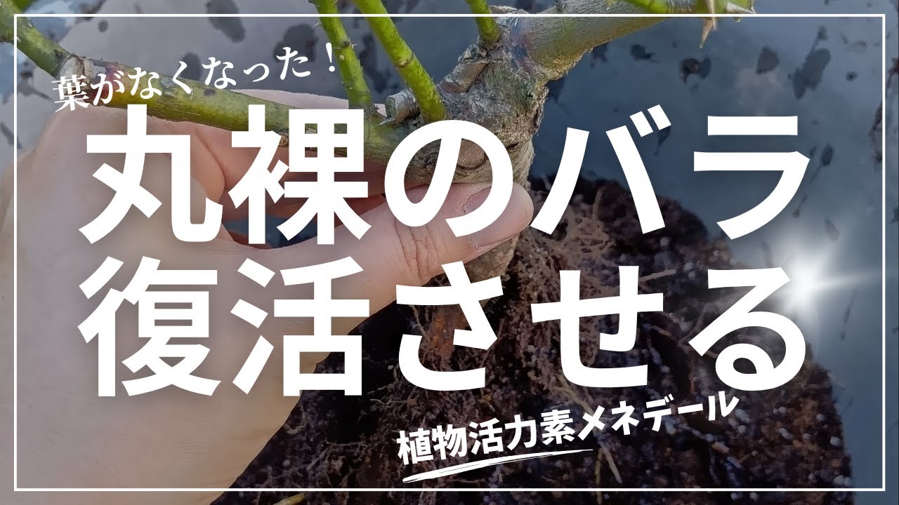 葉がなくなって枝が丸裸になったバラを復活させる方法