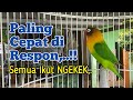 Berawal Memanggil Lawan, Suara Lovebird ini PALING CEPAT DI RESPON, Semua ikutan Ngekek, DIJAMIN,.!!