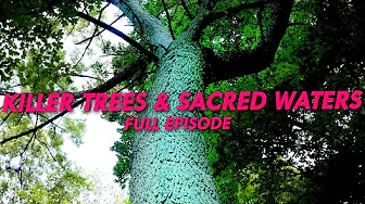 Killer Trees and Sacred Waters | Great Lakes Now