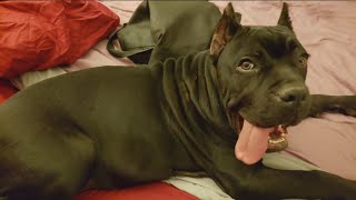 Fallbrook couple files lawsuit alleging vet did wrong surgery on puppy
