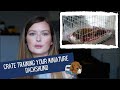 How To Crate Train A Sausage Dog | Miniature Dachshund UK