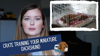 How To Crate Train A Sausage Dog | Miniature Dachshund UK