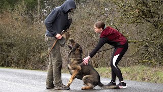 Kraftwerk K9 German Shepherds: The Ultimate Companion For Women  Stay Safe While Jogging Anywhere!