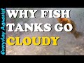 4 Reasons Fish Tank WATER Goes CLOUDY And How To CLEAR IT