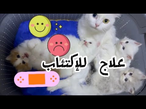 إذا كنتي قلقة مزعوجة أومكتئبة ما عليك سوى أن تتابعي هذا الفيديو المميز