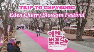 Pinay Moms In South Korea Trip To Gapyeong 가평 여행 Eden Cherry Blossom Festival
