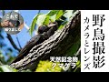 野鳥撮影に『心底おすすめ』できるカメラとレンズを紹介！初心者にもオススメ