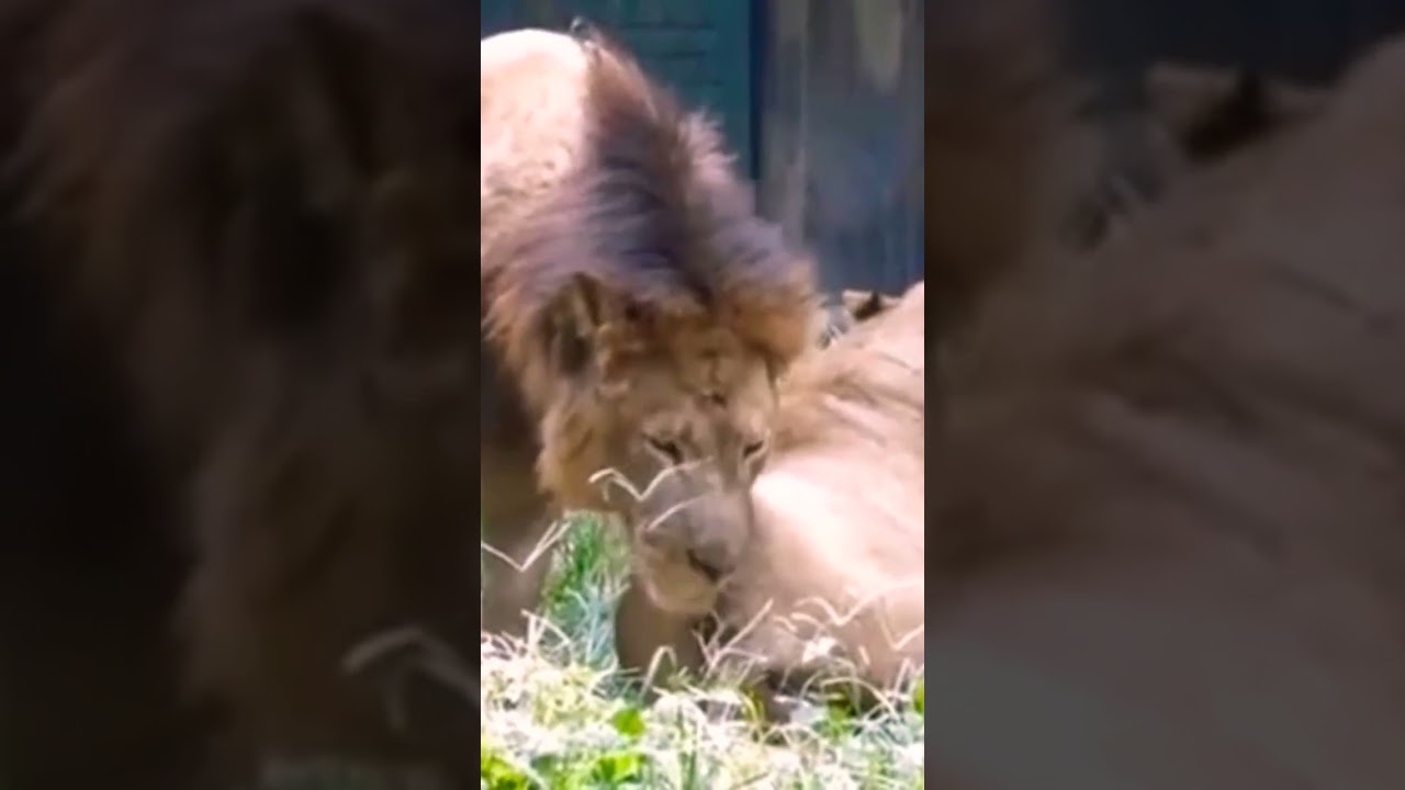Watch #mufasa Trying To Hard 🤣🤣🤣 #animal #voiceover #lion #lions #funny on YouTube Watch #mufasa Trying To Hard 🤣🤣🤣 #animal #voiceover #lion #lions #funny on YouTube
