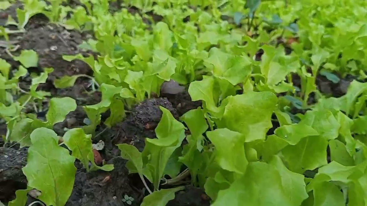 Vườn rau sạch sà lách