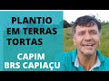 PLANTIO DIRETO COM MUDAS DO CAPIM BRS CAPIAÇU EM CHÁCARAS E SÍTIOS EM TERRAS DE MORROS.