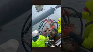 দিনে ১০ লাখ টাকা আয়! 🦀💰 The Deadliest Job: Alaskan King Crab Fishing #KingCrab #Money #Shorts