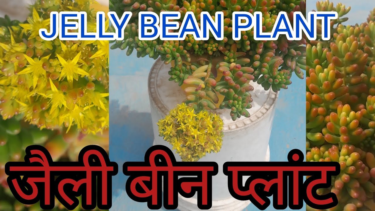 JELLY BEAN  के पौधे से घर को सजाए