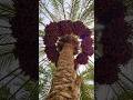 القارئ youtubeshorts اكسبلور بلوچستان زراعت بلوشستان nature ترند automobile mp3
