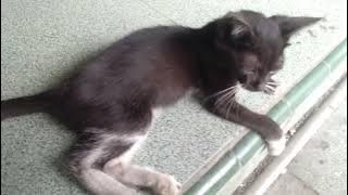 Pantun jenaka but si meong76