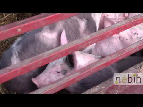 Videó: Sír Jaroszlavna, állat-egészségügyi Gyógyszertárban Dolgozik