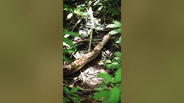Indian Rock Python (Python molurus)