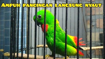 SERINDIT GACOR SUARA LEMBUT SANGAT COCOK UNTUK PANCINGAN YANG MASIH MUDA.