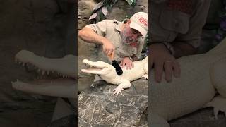 Albino Gator Loves Being Brushed🤩🥰