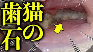 猫のお口は歯石満載です　The cat's mouth is full of tartar　歯医者かおりです