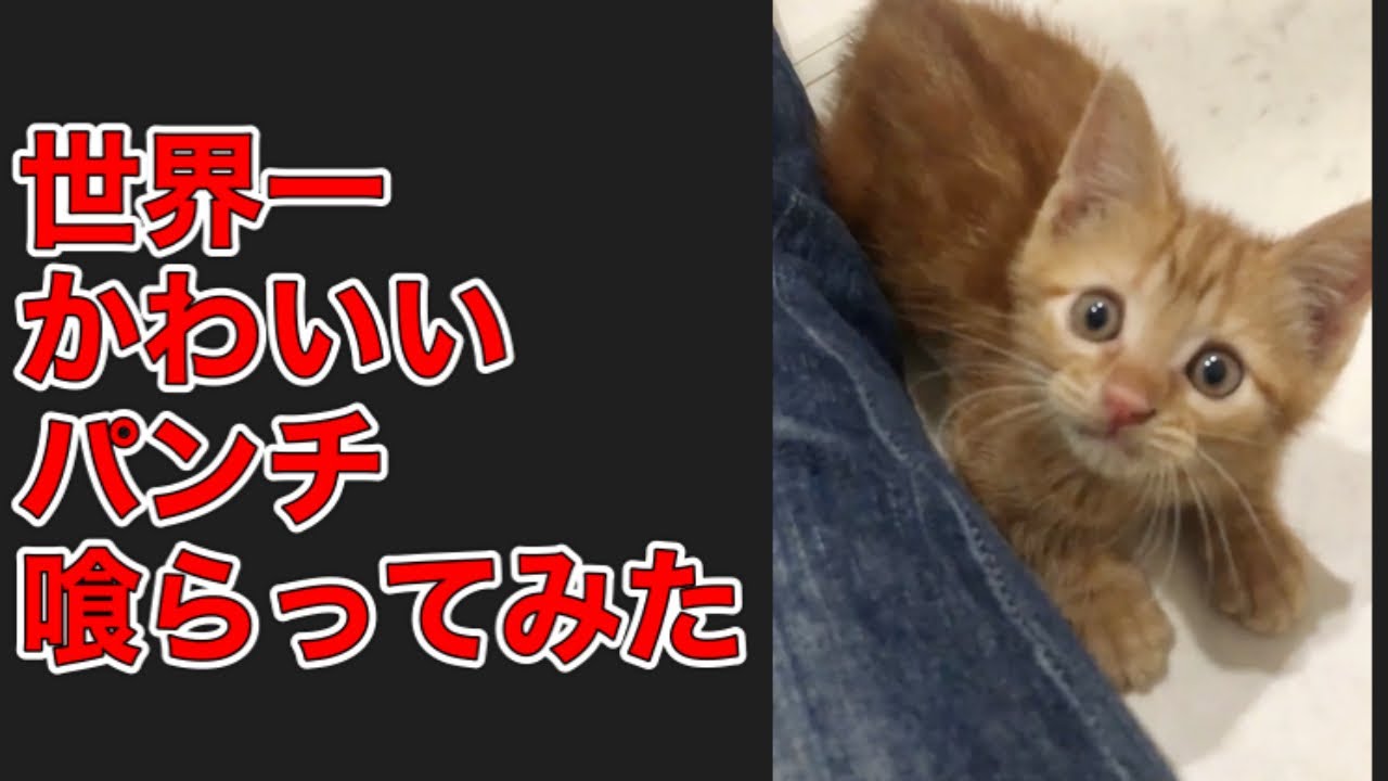 子猫の世界一可愛いパンチ Shorts Youtube