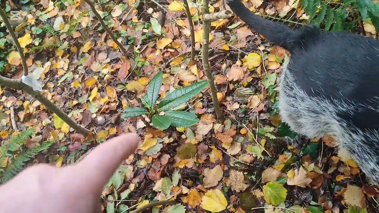 🌳Rose Transplant 🌞Tree, Sapling Removal🌴 Mulching 🌞🌳