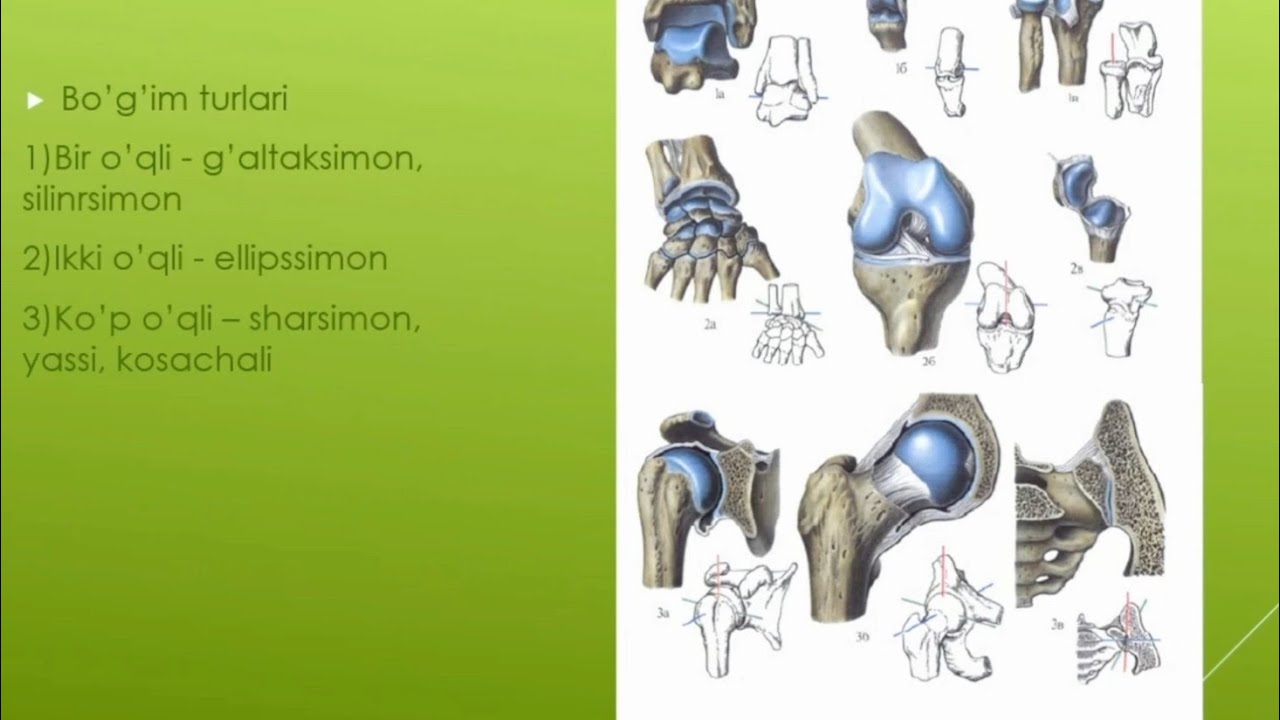 It uslubidagi sarkma kokrak fotosurati