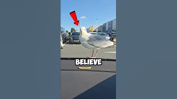 Seagull Shock 😱🐦