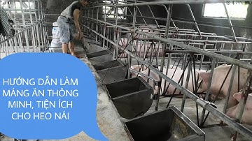 Cách làm máng ăn cho heo hậu bị tiện ích | giá rẻ
