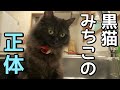 我が家の黒猫みちこの驚くべき生態に迫ります…