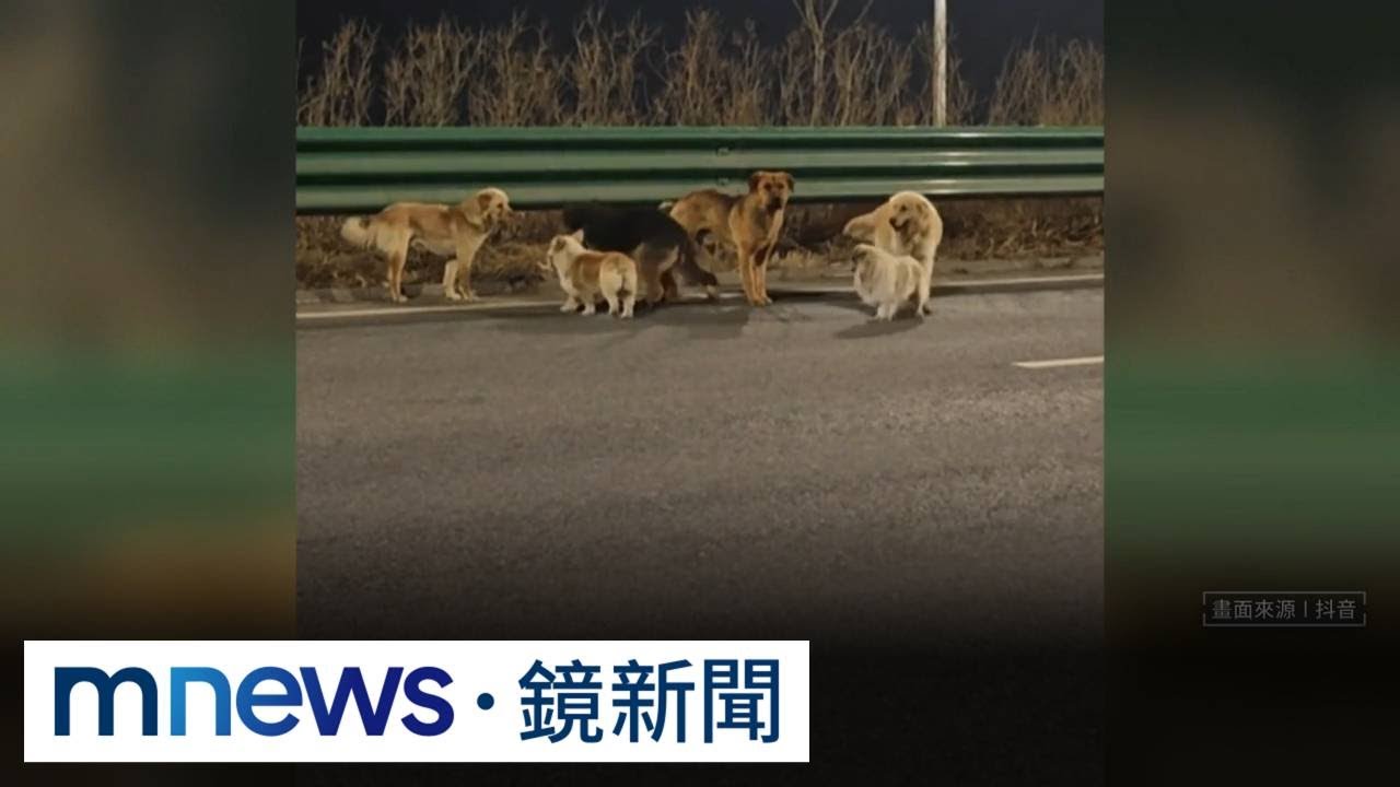 7犬結伴逃17公里回家　結局反轉！　網友：還我眼淚｜#鏡新聞