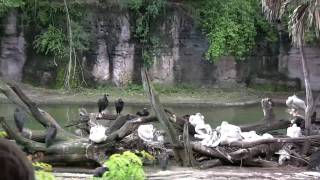 Hippo Pool at Disney's Animal Kingdom (2008)