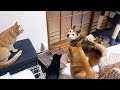 柴犬が散歩に行きたくて待機していたらなぜか猫たちまでも…