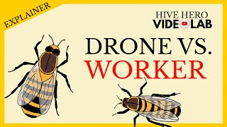 Drone Vs. Worker Bee - What Sets Them Apart?