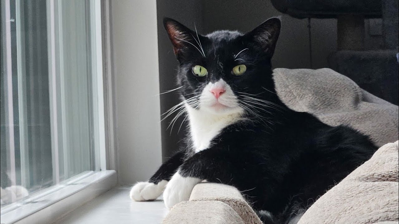 life with 9 cat rescues ♥️