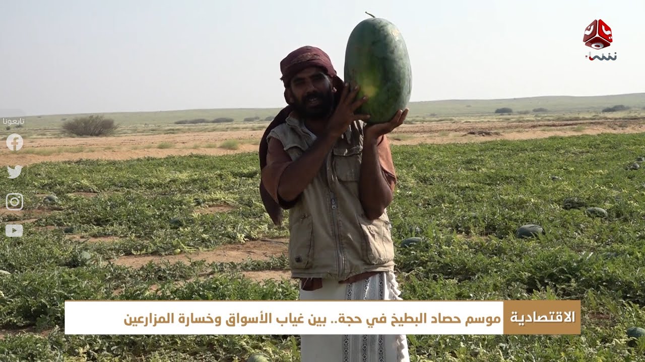 موسم حصاد البطيخ في حجة .. بين غياب الأسواق وخسارة المزارعين