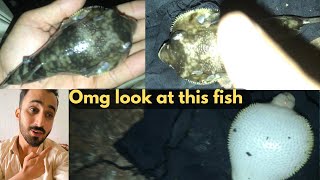 We caught a puffer fish | pufferfish | puffer fish | it’s look like ballon | ballon fish | ball fish