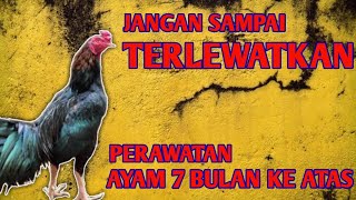 PEMULA HARUS TAU, 4 RAWATAN PENTING AYAM 7 BULAN KE ATAS