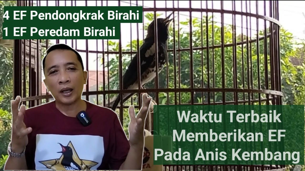 Waktu Terbaik Memberikan 5 Extra Fooding untuk Anis Kembang @Sobat Anis Kembang