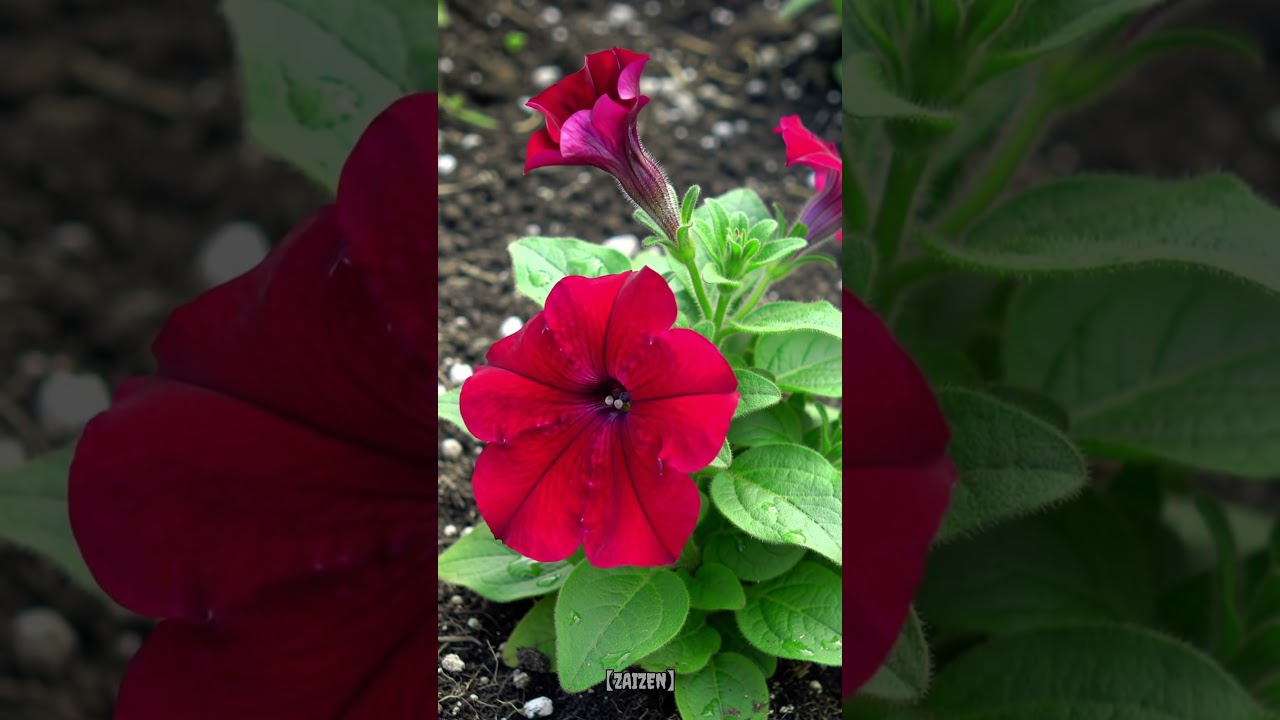 Timelapse Red Petunia Bloom ✨ | 4K Ultra HD